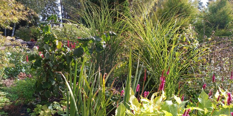 Miscanthus sinensis 'Gracillimus'